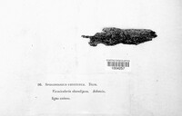 Image of Berkleasmium concinnum